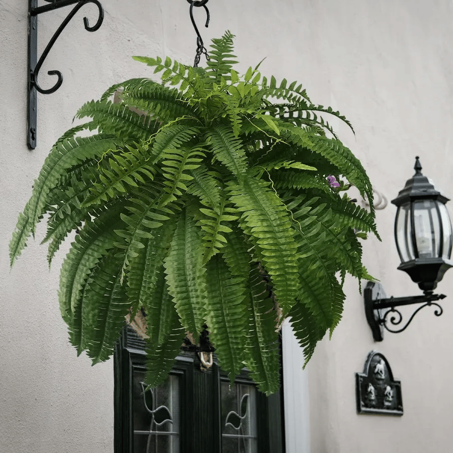 🔥$9.99 On Sale Today Only🌿UV Resistant Lifelike Artificial Boston Fern
